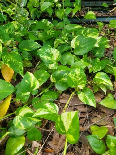 Golden Pothos Live Plant Cuttings – 6 Rooted Stems 3-6 Inches – Epipremnum aureum – Indoor Outdoor Air Purifying Houseplant