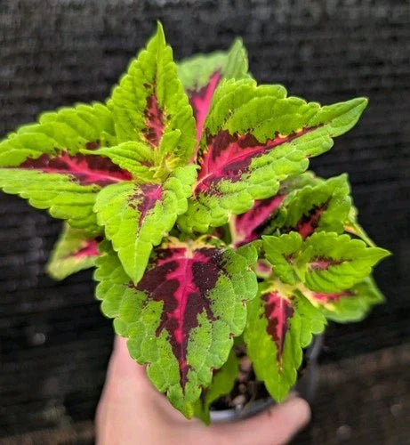 Coleus Live Plant 4" Pot - Heartbreaker Variegated Foliage in Hot Pink, Burgundy & Lime Green - Coleus x hybridus