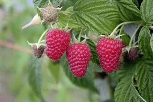 Live Starter Plant Tulameen Red Raspberry – High Yield, Self-Pollinating, Zones 5-9, Large Berries, Fruit Plant