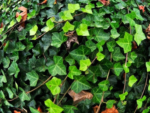Live English Ivy Plant Groundcover Hedera helix Potted or Bare Root Evergreen for Landscaping