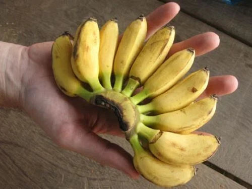Musa Banana Plant Starter – Small Rooted Indoor Tropical Décor – Compact 2-8" Healthy Banana Plant