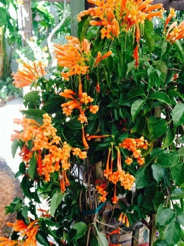 Phyrostegia venusta Florida Flame Vine Starter Plant – Hummingbird Attractor, Bare Root, Full Sun to Partial Shade