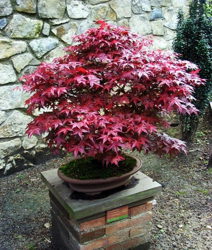 Live Japanese Maple Plant - 4-Inch Bloodgood Variety - Red and Green Foliage - Acer palmatum