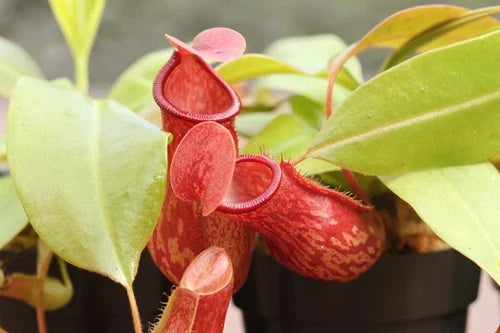 Nepenthes 'St Gaya' Small Pitcher Plant - Live Carnivorous Tropical Plant, Bare Root, Beginner Friendly
