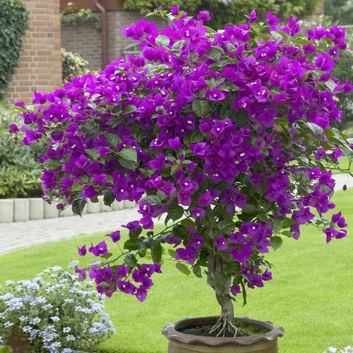 Well Rooted Bougainvillea Starter Plant - Violet Tropical Bougainvillea (Bougainvillea spp.) for Garden or Patio