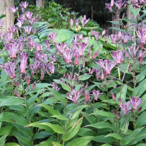 Japanese Toad Lily Starter Plant - Tricyrtis 'Sinonome' - Drought Tolerant, Hardy Zones 5-9, Part Shade, 6-10” Tall
