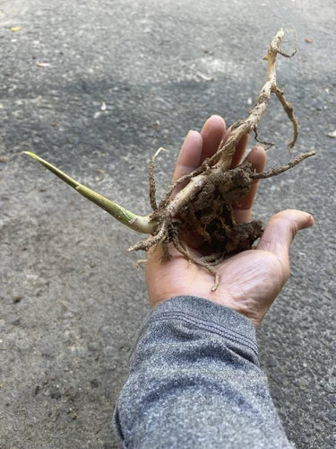 Japanese Myoga Ginger Plant with Root – Fresh Culinary Herb, Zingiber mioga, Edible Buds, Garden Plant, Hardy, Versatile, Aromatic