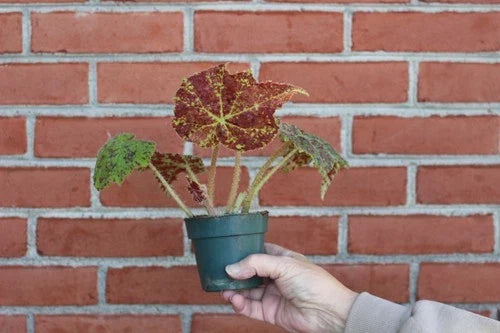 Begonia Marmaduke Live Plant - Rooted Houseplant with Bright Green and Burgundy Foliage - Begonia 'Marmaduke' Indoor Plant
