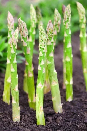 Millennium Live Asparagus Bare Root Plants 2-Year Crowns CZ Grain Asparagus (Asparagus officinalis) for Garden Planting