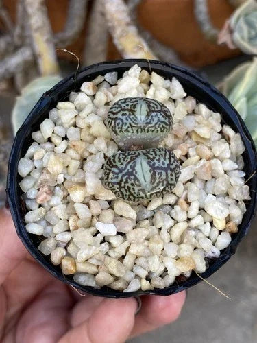 Conophytum Minimum 'Wittebergense' Live Succulent Plant – Rare Two-Headed 2-Inch Bare-Root in Pot for Collectors
