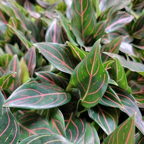 Aglaonema ‘Tiger’ Live Plant in 3-Inch Pot, Rare Air Purifier Houseplant, Easy Care Tropical Foliage, Variegated Green and Silver Leaves