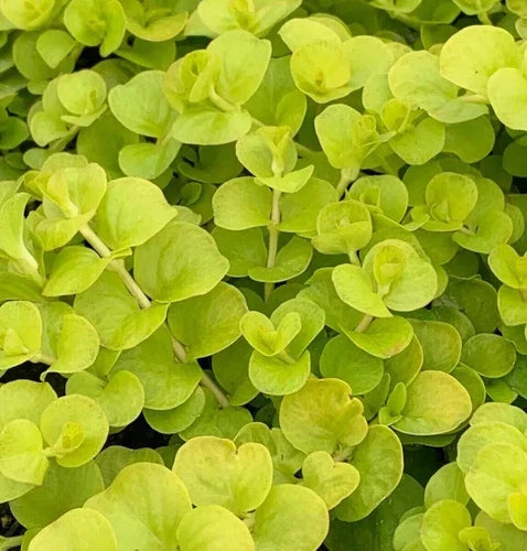 10 Bare Root Golden Creeping Jenny Live Plants – Hardy Ground Cover Lysimachia nummularia for Zones 3-9