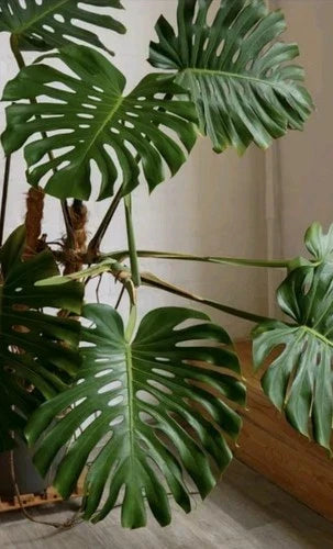 Monstera Deliciosa Rooted Cutting – 10" Live Tropical Indoor Houseplant, Swiss Cheese Plant, Monstera Genus