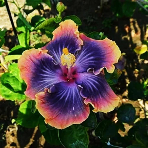 Madagascar Hibiscus Live Plant Starter 3-5 Inches Hibiscus moscheutos Mallow Malvaceae Garden Flower