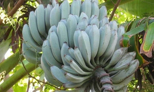 Musa Blue Java Ice Cream Banana Plant 3-Inch Pot Cold-Tolerant Tropical Fruit Hybrid Musa acuminata x Musa balbisiana