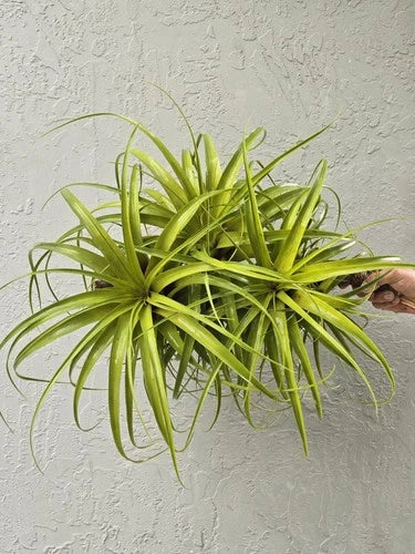 Extra Large Air Plant – Giant Tillandsia – 18" Air-Purifying Indoor Plant – Low Maintenance Greenery for Home Decor