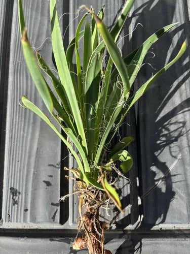 Live Rooted Starter Yucca Plant - Cold Weather Hardy Clumping Greenery - Yucca filamentosa
