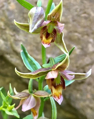 Bare-Root Orchid Plant with Pleated Leaves | Adam & Eve Orchid (Aplectrum hyemale) | Native to Eastern US & Canada