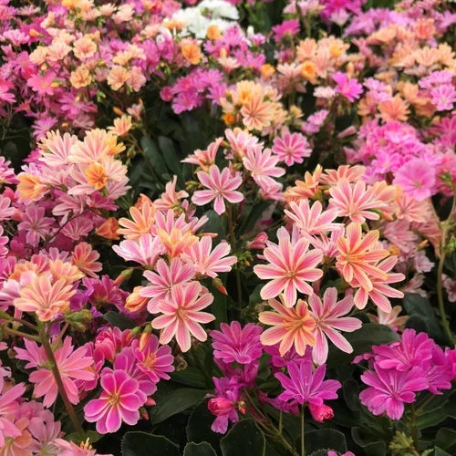 Lewisia Rainbow Mix Live Starter Plant – Hardy Succulent for Rock Gardens – Well-Rooted in 2.5" Pot – Lewisia cotyledon