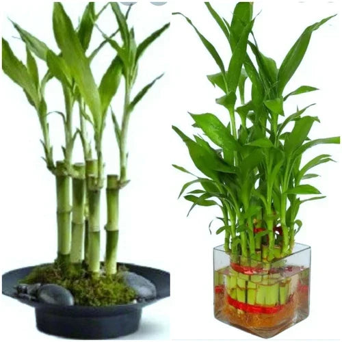 Lucky Bamboo Plant 4" Stalks – 7 Live Dracaena sanderiana for Feng Shui, Wedding Favors, Home & Office Decor