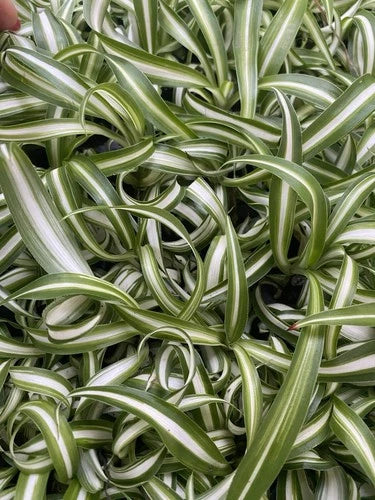 Curly Spider Plants 4-Pack Live Indoor Houseplants, Easy Care, Bright Indirect Light, Chlorophytum comosum