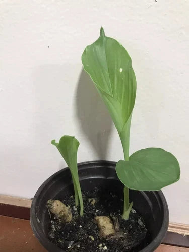 Rare White Turmeric Live Plant 5-10" | Curcuma Zeodaria Flowering Ginger Root for Garden & Health