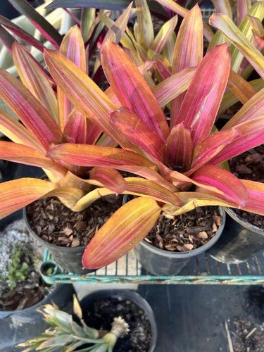 Neoregelia Bromeliad Plant - Variegated Martin - Bare Root Tropical Indoor Houseplant - Unique Decorative Plant