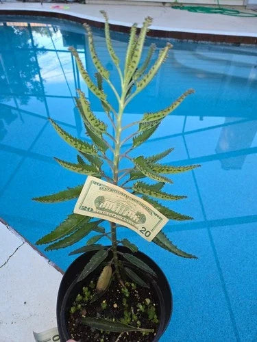 Kalanchoe Mother of Thousands Succulent Live Plant – 18-20" Alligator Plant, Easy Care Ground Cover, Kalanchoe daigremontiana