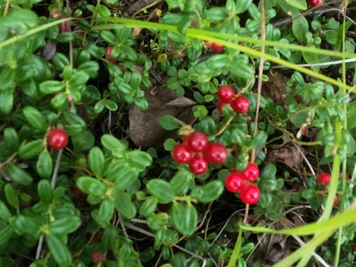 Lingonberry Rhizomes - 4 Live Bare Root Vaccinium vitis-idaea Hardy Edible Fruit for Acidic Soil Zone 3-9