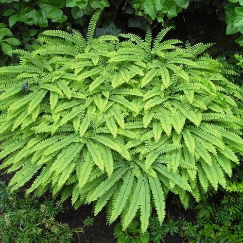 Northern Maidenhair Fern Bare-Root Adiantum pedatum Delicate Fronds Black Stems Shady Garden Plant