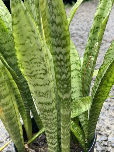 3 Rooted Snake Plants Set | Sansevieria Zeylanica | Air Purifying Indoor Plants in Volcanic Soil