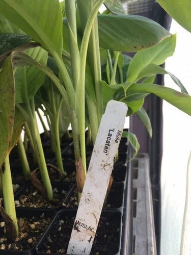 Musa Lacatan Banana Plant – Live Tropical Fruit Plant – Philippine Cavendish Variety for Zones 8-11