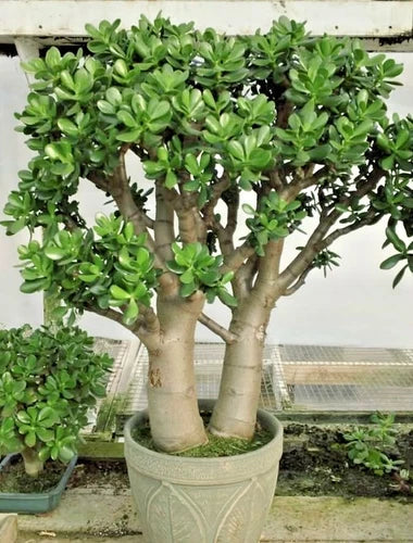 Crassula Ovata Succulent Plant - 2in Pot, Jade Plant, Indoor Houseplant, Low Maintenance, Green Fleshy Leaves, Live Green Decor