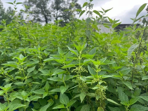 Live Stinging Nettle Roots – 3 Bare-Root Urtica dioica Organic Medicinal Herbs for Planting