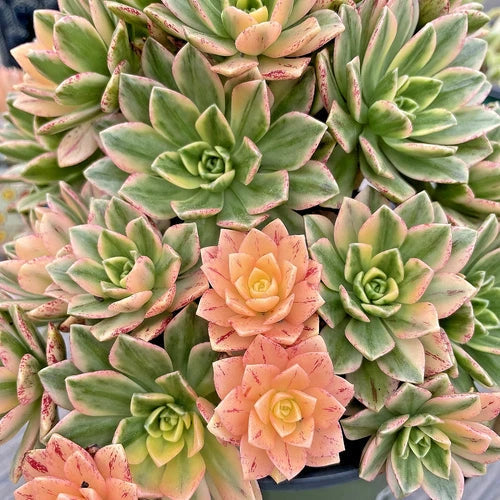 Rare Variegated Aeonium Cutting - Cream Tea, Sweet Tea Succulent, Aeonium spp., Indoor Plant, Unique Colorful Foliage