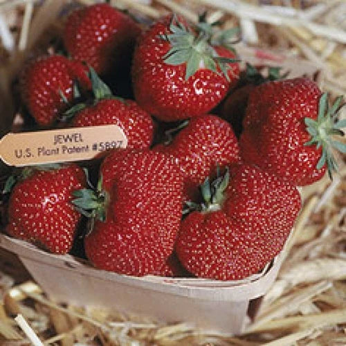 Jewel Strawberry Plants Lot of 25 Junebearing Self-Pollinating Disease-Resistant Fragaria × ananassa