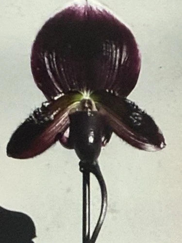 Orchid Plant 2" Bud Hybrid Paph Magic Cherry x Voodoo Magic x M Cherry x Hsin Rain Exotic Orchid for Growers