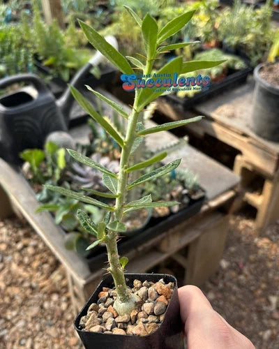 Pachypodium bispinosum Succulent Live Plant 2.25" Container Bare Root Option Available