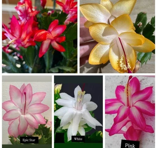 5 Cuttings Christmas Cactus Set - Red, Pink, White, Yellow, Epic Star - No Roots - Schlumbergera spp.
