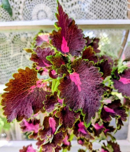Black Dragon Coleus Live Rooted Plant in 4-Inch Container, Solenostemon scutellarioides, Vibrant Burgundy and Magenta Foliage