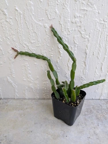 Rhipsalis Paradoxa Cactus Plant Cuttings in 2" Pot | Healthy Rooted Chain Cactus for Indoor Decor