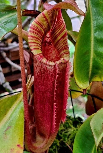 Nepenthes Cutting – Rooted Nepenthes veitchii "Big Mama" x Redonkulas Carnivorous Plant in LFS/Orchid Bark Mix