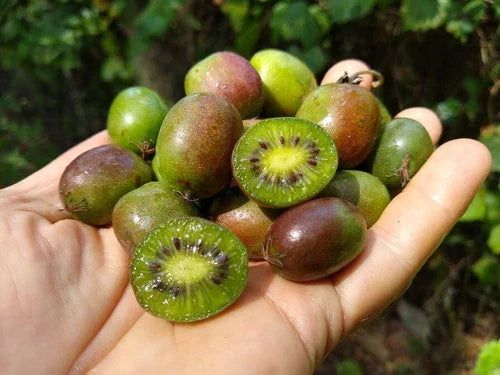 Dormant Kiwi Plant Starter – Self-Pollinating Actinidia deliciosa for Zones 4-8, Chemical-Free, Fruitful, Fragrant, Easy to Grow