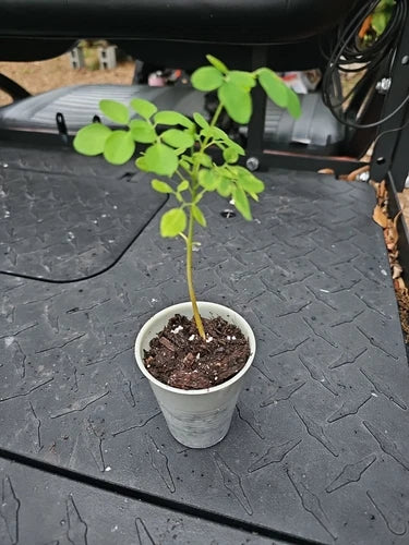 Moringa oleifera Live Plant – 8-Inch Starter Tree for Food Forest, Edible Garden, Tropical Clumping Plant