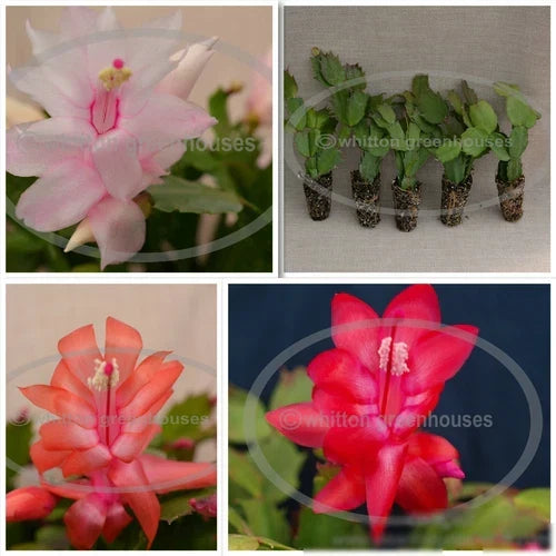 Thanksgiving Christmas Cactus Assorted Starter Plants - 5 Varieties - Schlumbergera - Blooming Size - Free Shipping