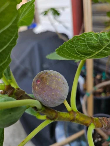 Smith Fig Cuttings 2 Pack Green/Blue Variety Ficus carica with Willow Water for Rooting