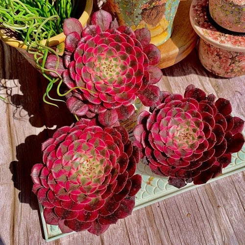Live Succulent Plant Set – Aeonium 'Red Copper Variegated' – Rare Colorful Succulent – Bare Root & Deluxe Options Available