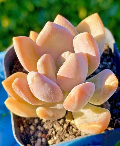 Rare Graptophytum Supreme Succulent Baby Plant 1.5-Inch Orange-Pink Color Under Stress ×Graptophytum 'Supreme'