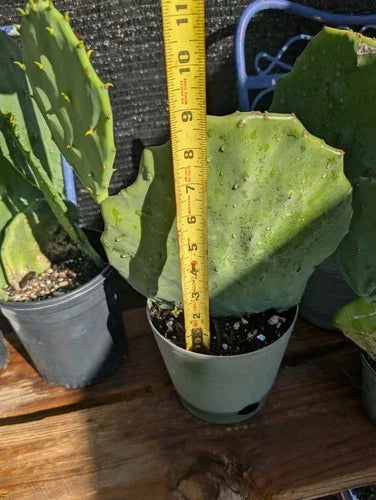 Live Rooted Cactus Plant - Opuntia Gomei 'Old Mexico' Prickly Pear - Light Green Pads - Drought-Tolerant Succulent