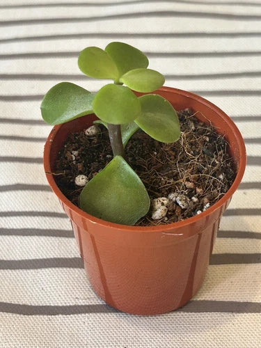 Rooted Jade Plant Succulent - Money Plant, Green, Crassula ovata, Live Indoor/Outdoor Plant, Easy Care, Ready to Plant